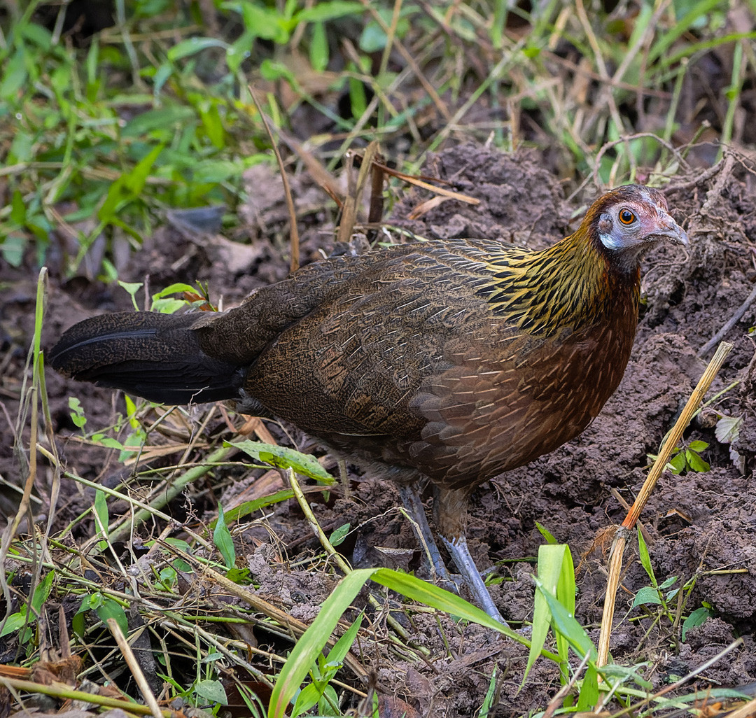 image Green Junglefowl